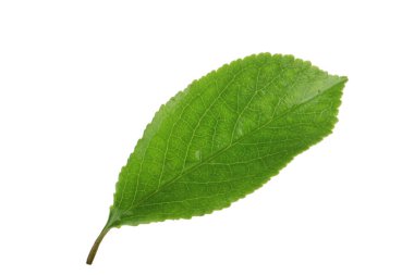 Beyaz arkaplanda kiraz yaprağı izole