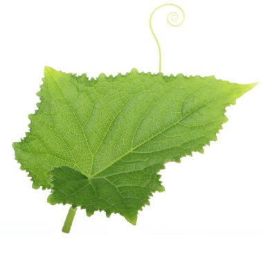 Beyaz arkaplanda yeşil salatalık yaprağı izole