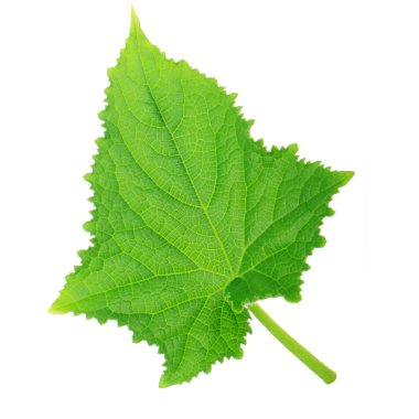 Beyaz arkaplanda yeşil salatalık yaprağı izole