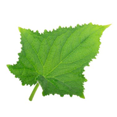 Beyaz arkaplanda yeşil salatalık yaprağı izole