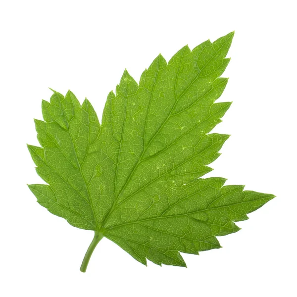 Beyaz Arka Plan Üzerinde Izole Yeşil Frenk Üzümü Yaprağı — Stok fotoğraf
