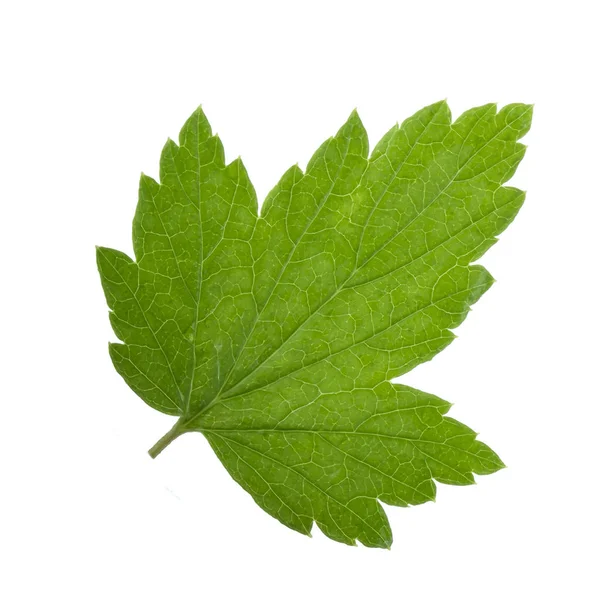 Grüne Johannisbeere Blatt Isoliert Auf Weißem Hintergrund — Stockfoto