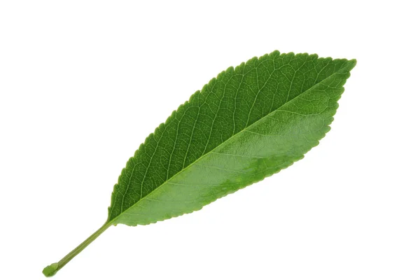 Hoja Cereza Aislada Sobre Fondo Blanco — Foto de Stock