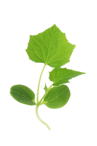 Green Cucumber Leaves Isolated White Background — Stock Photo, Image