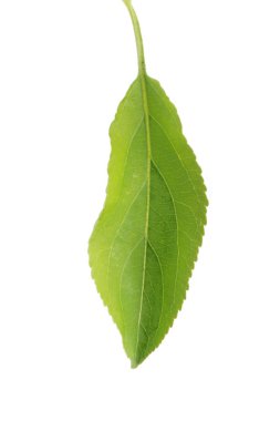 Yeşil elma yaprak beyaz arka plan üzerinde izole