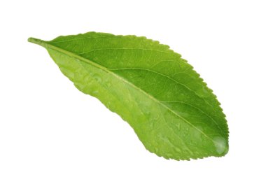 Yeşil elma yaprak beyaz arka plan üzerinde izole