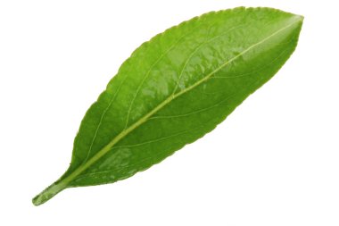 Yeşil elma yaprak beyaz arka plan üzerinde izole