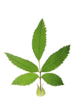 Köpek gül dalı ile izole üzerinde beyaz arka plan bırakır