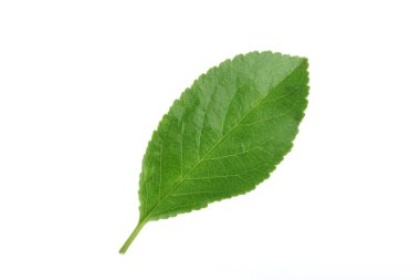 Beyaz arka planda yalıtılmış yeşilin yakın çekimi 