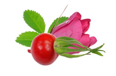 Köpek gül closeup, gıda arka plan 