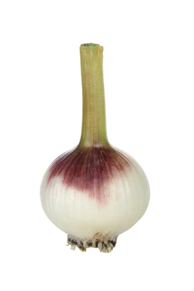 Nahaufnahme Von Knoblauch Isoliert Auf Weißem Hintergrund — Stockfoto