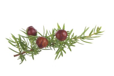 Beyaz arka planda izole ardıç yakın çekim