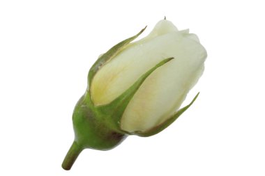 Beyaz arka planda izole edilmiş Vahşi Gül'ün yakın çekimi 