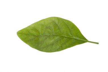 Beyaz arka plan üzerinde izole taze avokado yaprak yeşil