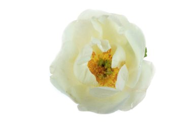 Köpek çiçek yaprakları, çiçek arka plan closeup 