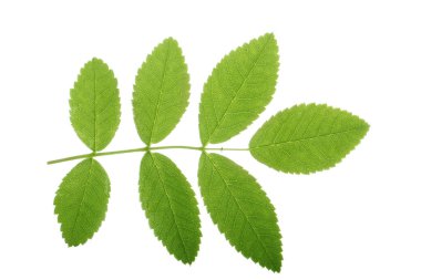 Beyaz arka planda izole edilmiş yeşil yaprakların yakın çekim 