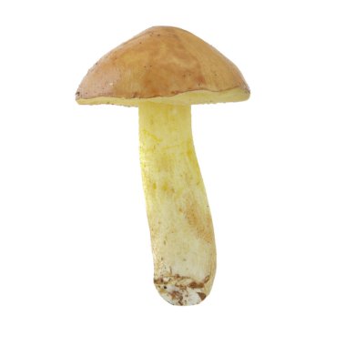 Beyaz arka plan üzerinde izole tek mantar