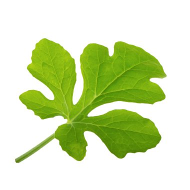 Beyaz arka planda yalıtılmış yeşilin yakın çekimi 