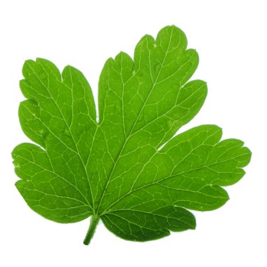 Beyaz arka plan üzerinde izole bektaşi üzümü yaprağı closeup