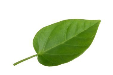 Beyaz arkaplanda yeşil yaprak yakın plan