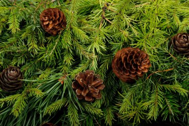 Kozalaklı dalların kapatılması, Noel arka planı
