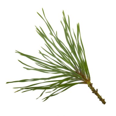 Beyaz arkaplanda köknar ağacı dalı izole