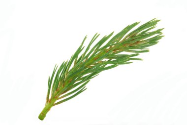 Beyaz arkaplanda köknar ağacı dalı izole