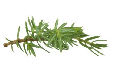 Beyaz arka plan üzerinde izole ardıç şube