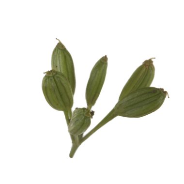 Beyazın üzerinde yeşil yaprakların yakın plan görüntüsü 