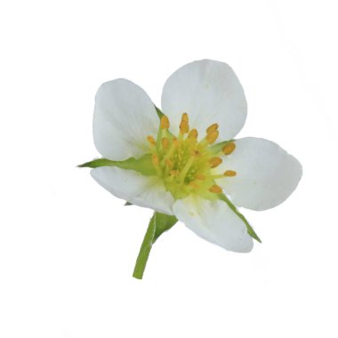 Wild Strawberry çiçek Closeup, doğa arka plan
