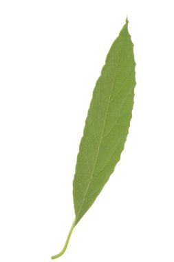 Beyaz arka plan üzerinde izole taze avokado yaprak yeşil