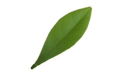 Beyaz arka plan üzerinde izole cumquat yaprağı closeup