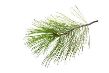 Beyaz arkaplanda köknar ağacı dalı izole