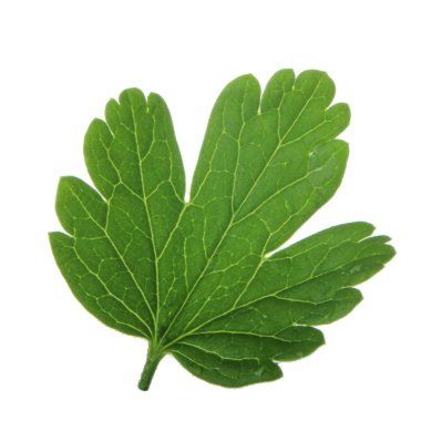 Beyaz arka plan üzerinde izole bektaşi üzümü yaprağı closeup