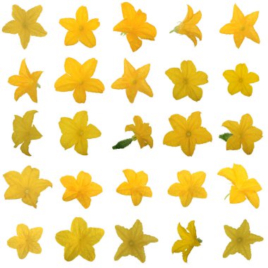 Beyaz arka plan üzerinde izole sarı salatalık çiçekler