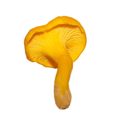 Beyaz arka plan üzerinde izole tek mantar