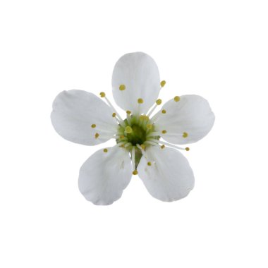 Beyaz arka planda izole kiraz çiçeği yakın çekim 