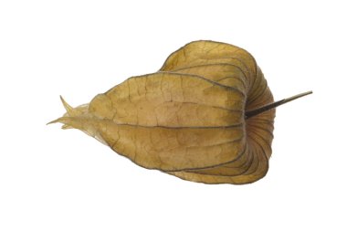 taze physalis beyaz arka plan üzerinde izole