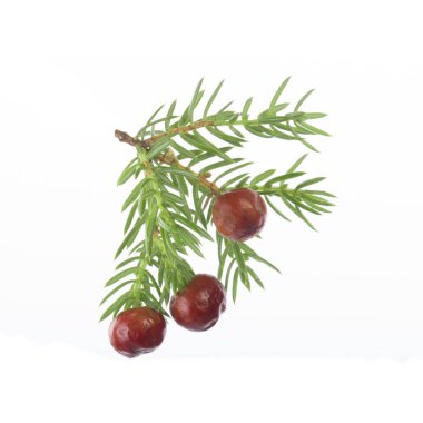 Beyaz arka plan üzerinde izole ardıç meyveleri
