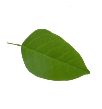 Beyaz arka plan üzerinde izole karambola yaprağı yakın çekim