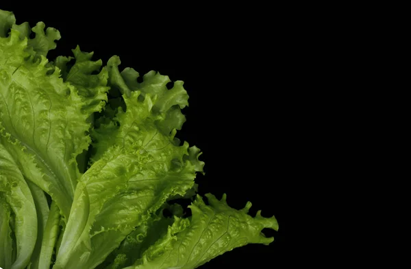 Closeup of green lettuce on black background