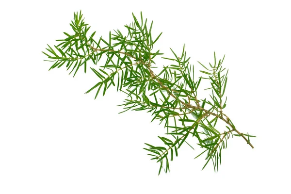 Juniper Branch Isolated White Background — Stock Photo, Image