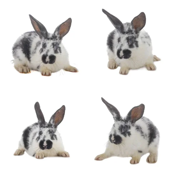 Closeup Cute Domestic Rabbit Animal Background — Stock Photo, Image