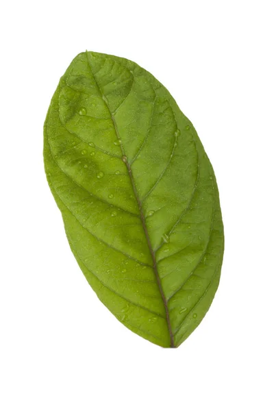 Beyaz Arka Plan Üzerinde Izole Guava Yaprağı Yakın Çekim — Stok fotoğraf