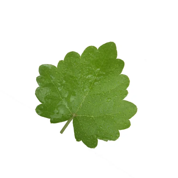Čerstvé Zelené Hroznové Listy Izolované Bílém Pozadí — Stock fotografie