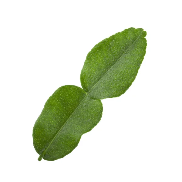 Closeup Green Leaf White Background — Stock Photo, Image