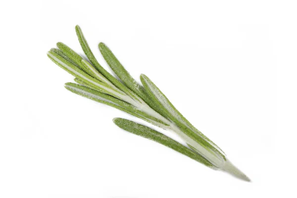 Closeup Rosemary Isolated White Background — Stock Photo, Image