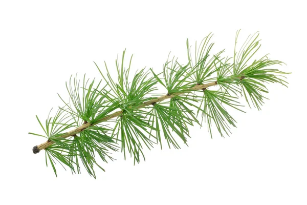 Fir Tree Branch Isolated White Background — Stock Photo, Image