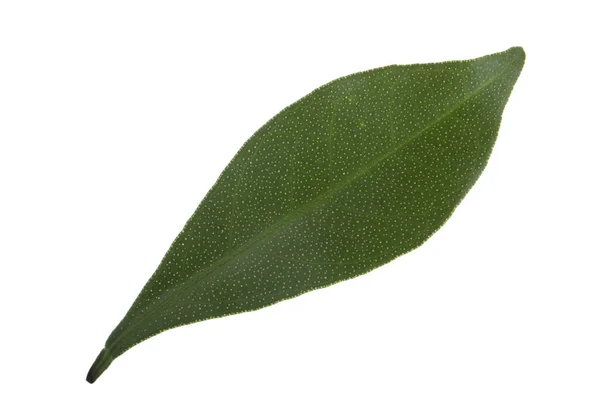 Beyaz Arka Plan Üzerinde Izole Cumquat Yaprağı Closeup — Stok fotoğraf