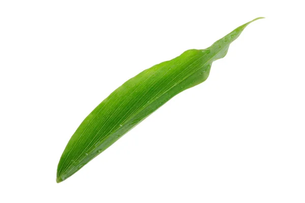 生姜は 白い背景で隔離の葉 — ストック写真